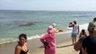 Ce requin mange une otarie au milieu des touristes le long d'une plage !
