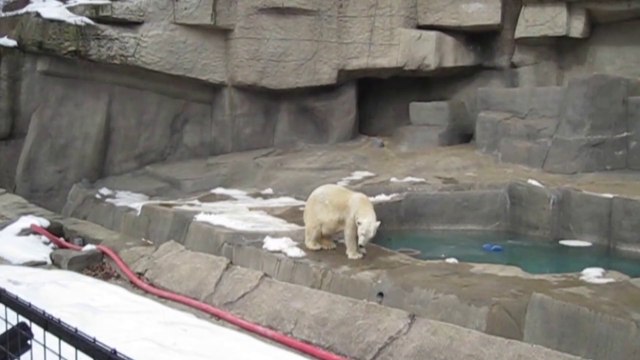 POLAR BEARS DANCES FOR PEOPLE AT THE ZOO
