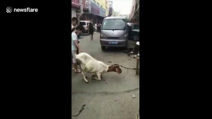Cette chèvre prie devant le boucher pour qu'il l'épargne !