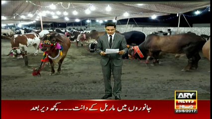 Eleven cows with 'marble' teeth found in cattle market