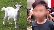 Tiga bocah berbuat asusila dengan kambing, termotivasi film dewasa - TomoNews