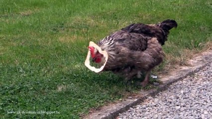 Poule vs Tranche de pain de mie