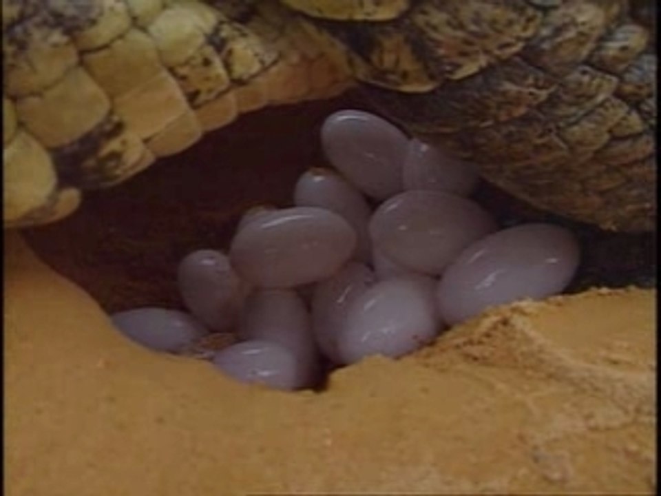 La Drôme en vidéo - La ferme aux crocodiles