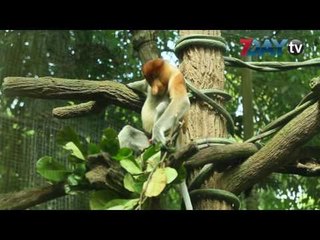 စင္ကာပူရဲ႕ River Safari နဲ႔ Singapore Zoo