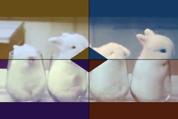 Funny Baby Bunny Rabbit Videos Compilation - Cute Rabbits