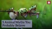 5 Animal Myths You Probably Believe | Rare Animals