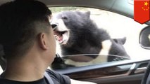 Bear bites Chinese man: Bear in drive-thru wildlife park was in the mood for Chinese