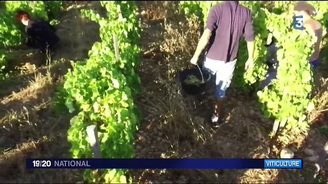 Vendanges : quinze jours d'avance dans le Languedoc