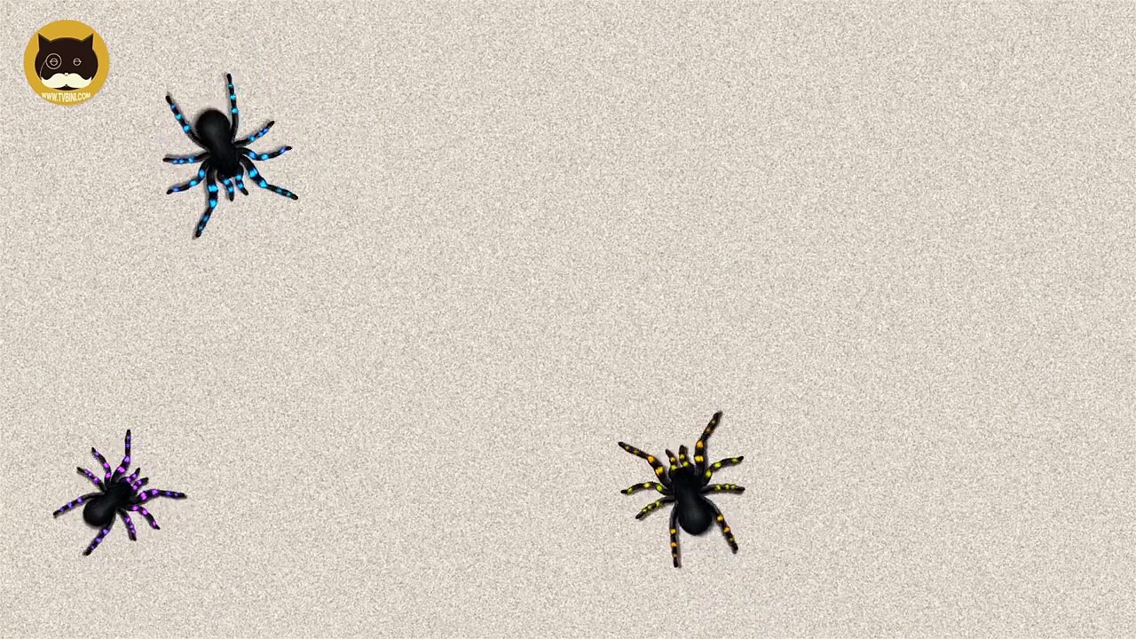 Et chat contagieux chats chiens Divertissement pour des jeux araignées à Il vidéo regarder