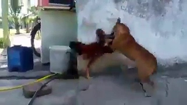 Dog and Cock Serious Fight. Dog Run away very Funny Video.