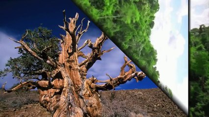 जब मिला 9500 साल पुराना ये पेड़, बताता है पृथ्वी का इतिहास, बड़े बड़े वैज्ञानिक भी हैरान है