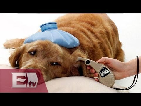 Los seguros para mascotas en México, un mercado a en crecimiento / Francisco Zea