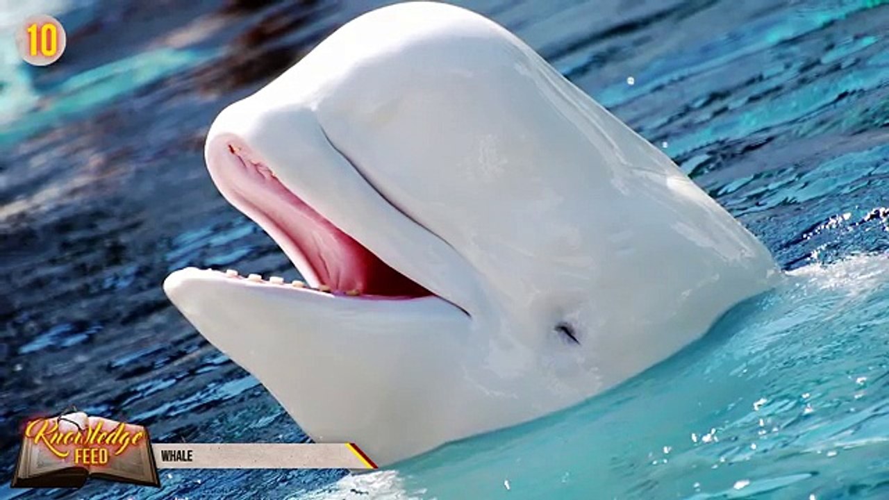 15 Unbelievable Animals That Saved Peoples Lives