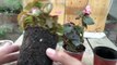 Begonia Plant Care | Tropical Plant Care | begonia flower | Winter Flower Plant (Urdu/hind