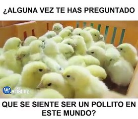 pollitos