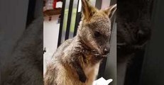 This Wallaby's Meditative State Puts Us All to Shame