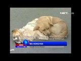 NET5 - Kesetian anjing pada sahabat