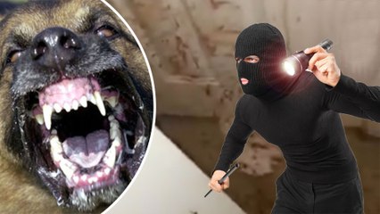 Download Video: Anjing VS perampok; darah perampok berceceran di sekitar rumah ketika pemiliknya pulang - TomoNews