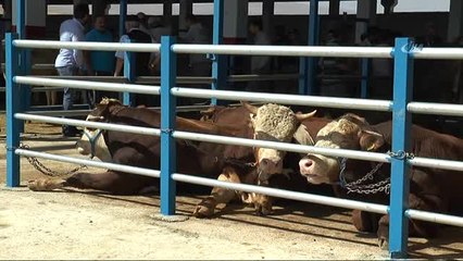 Kurban Pazarının En Büyüğü 'Gaddar' 16 Bin 250 Liraya Satıldı