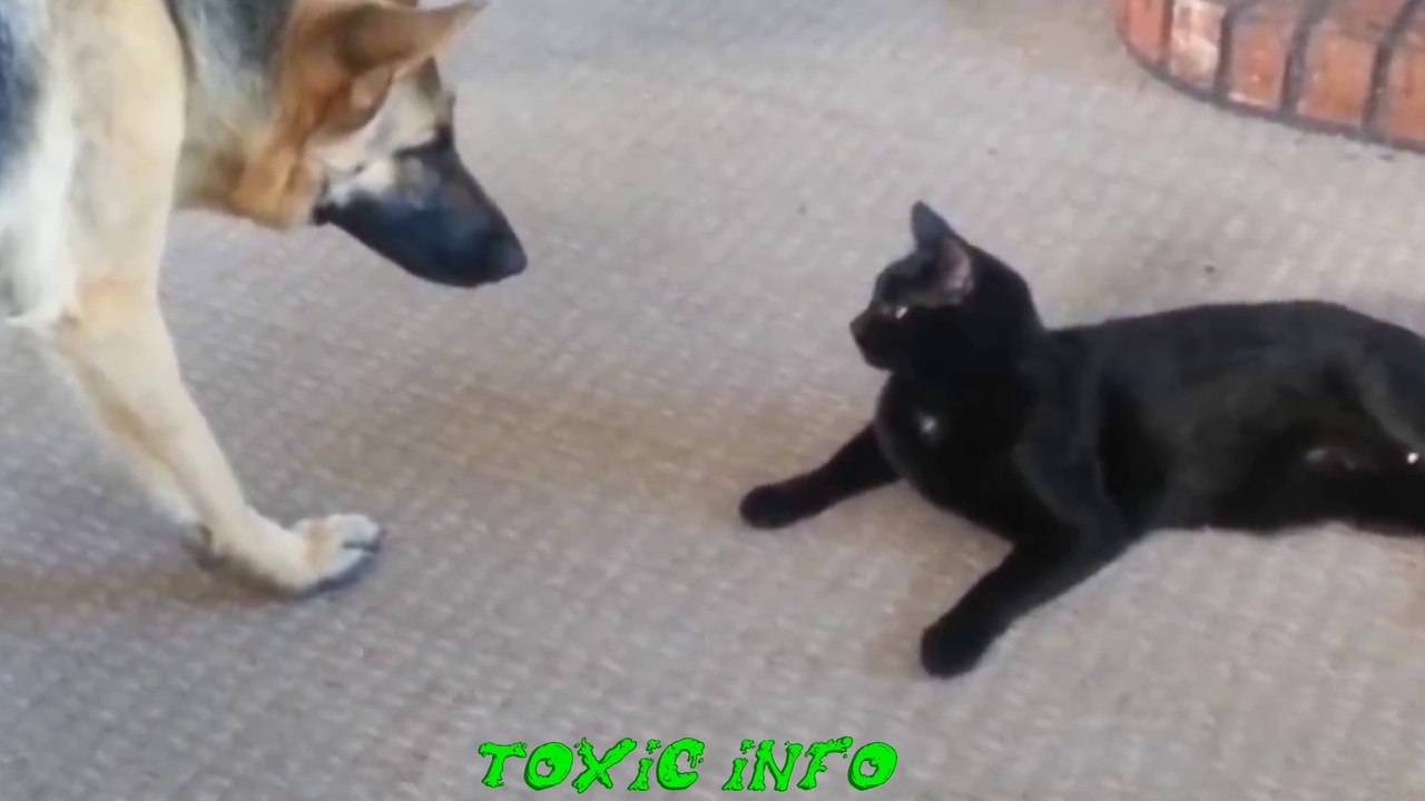 Watch this dog run for its life