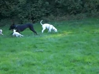 Mes Dalmatiens en plein jeu (partie 1)