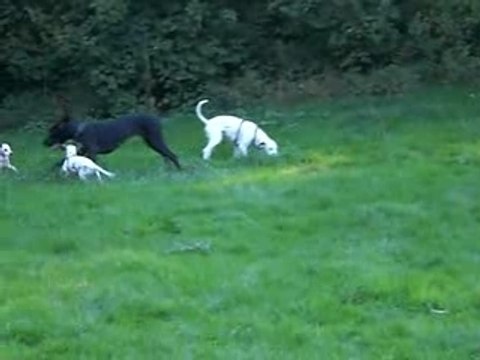 Mes Dalmatiens en plein jeu (partie 1)