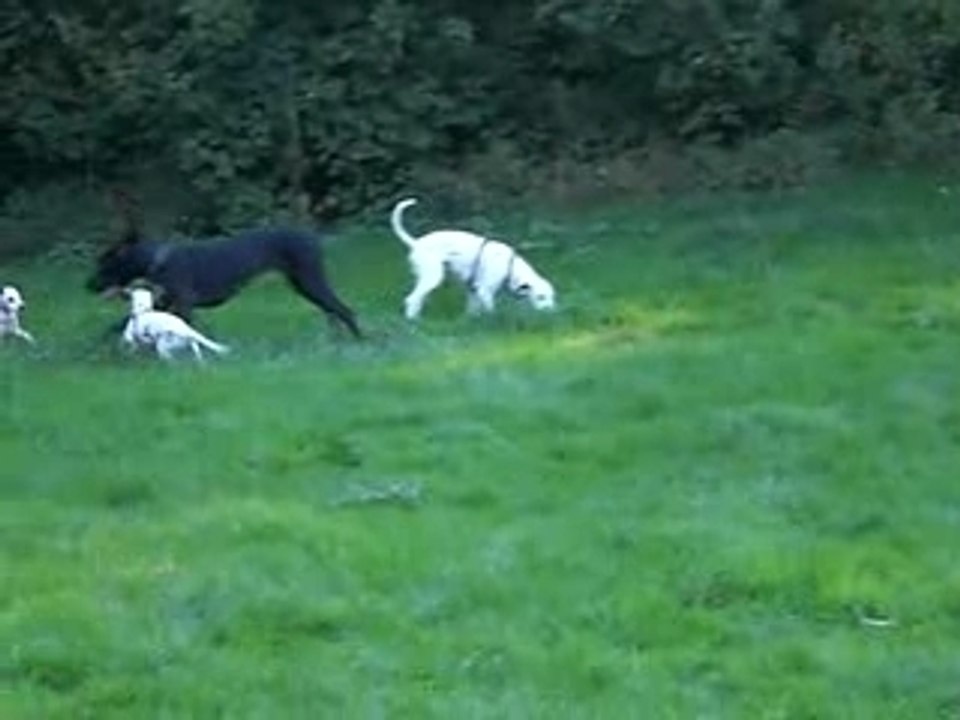 Mes Dalmatiens en plein jeu (partie 1)