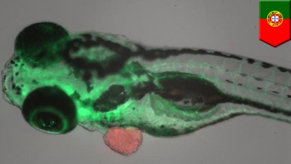 Zebrafish could predict chemo treatment for cancer patients