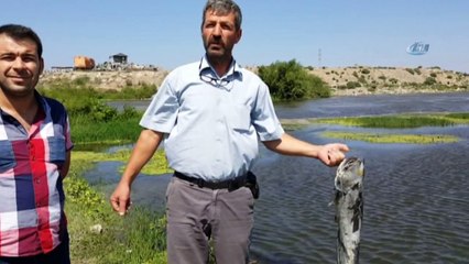 Korkutan Balık Ölümleri Vatandaşları Tedirgin Ediyor
