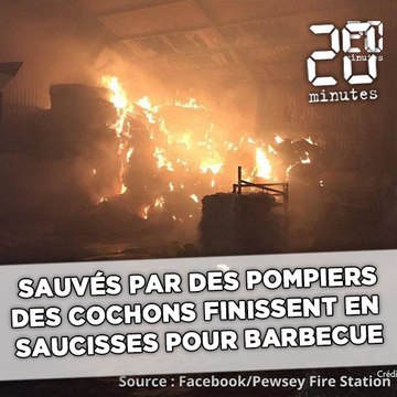 Sauvés par des pompiers, des cochons finissent en saucisses sur leur barbecue