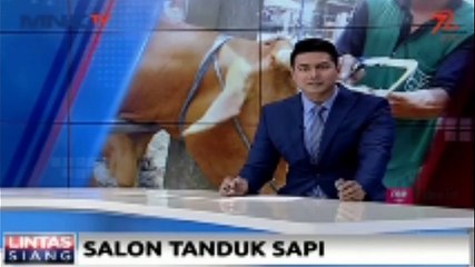 Jelang Idul Adha, Pria Ini Buka Salon Tanduk Sapi