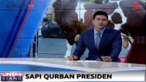 Sapi Milik Saeman Dibeli Oleh Presiden Jokowi