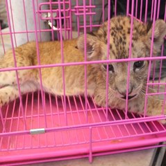 Şırnak'ta Bir Araçta Aslan Yavrusu Bulundu