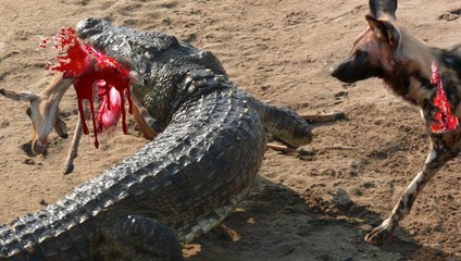 Most Amazing Wild Animal Attacks #6 CRAZIEST Animal Fights - hippo, Crocodile