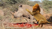 Most Amazing Wild Animal Attacks - lion,hyenas, crocodiles, zebras,Rhino,Wild boar