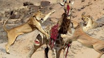 Most Amazing Wild Animal Attacks - Lion, Jaguar, Wild Dog, Crocodile, zebras, deer