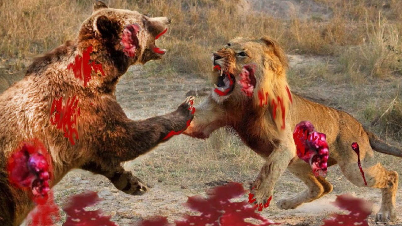 Most Amazing Wild Animal Attacks - Lion, Rhino, crocodile, leopards