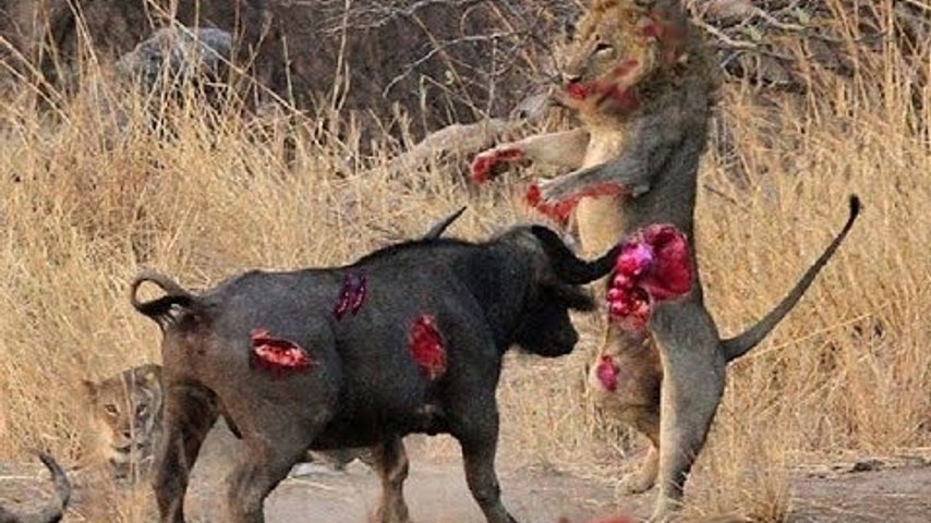 Most Amazing Wild Animal Attacks - lion,hyenas, crocodiles,  zebras,Rhino,Wild boar - Mediacom