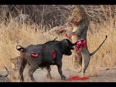 Most Amazing Wild Animal Attacks - Lion,Eagle, Snake,,hyenas, crocodiles