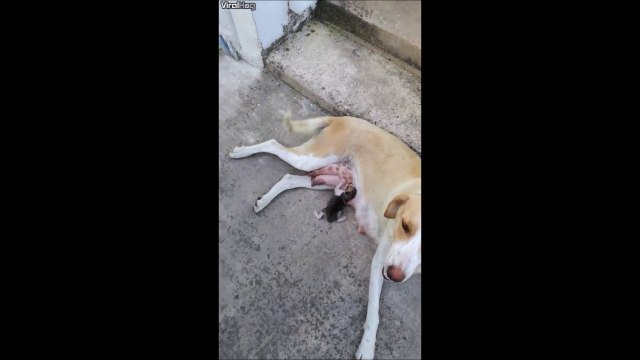 Vous ne revez pas, cette maman chien allaite un bébé chat... Adorable