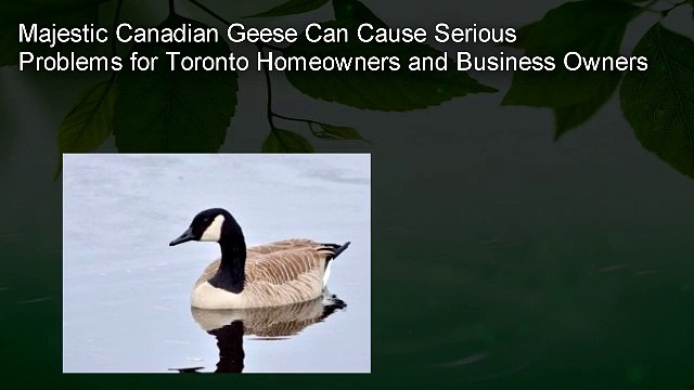 How to Control Canadian Geese - Greenleafpestcontrol.com