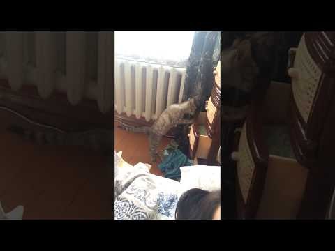 Curious Cat Inspects Bedroom Drawers