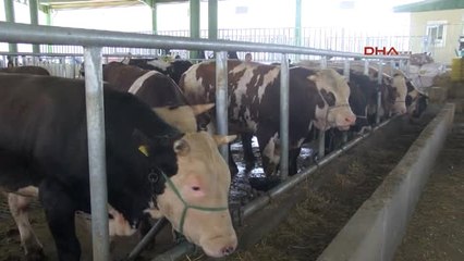 İzmit'te Hayvan Yetiştiricileri Satışlardan Memnun