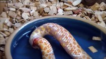 Il filme un serpent qui se mange lui même... Mais pourquoi ???