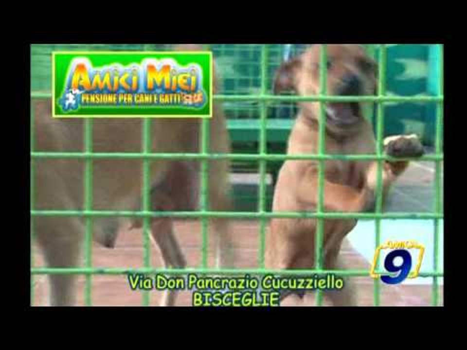 Spot | Amici Miei, pensione per cani e gatti