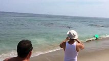 Un requin a dévoré un phoque à quelques mètres de deux apprentis surfeurs : «J'ai vu mon pote nager pour sa vie»