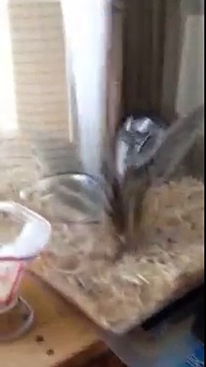 森の妖精？重村浩臣 (4)