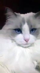 Dişlerini Fırçalatan Şaşkın Kedi
