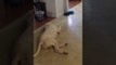 Dog Throws Tantrum When He Doesn't Get His Gravy
