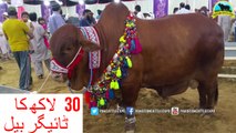 640 || Cow mandi 2017 Sohrab Goth || Vip Tents || SURTI CATTLE FARM